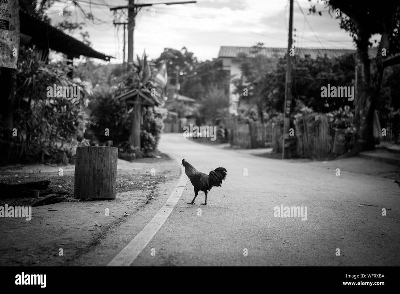 Jugar chicken road, chicken road online Jugar chicken road, chicken road online